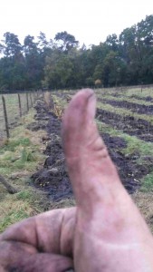 Feld Dauemn 2015-10-21 17.50.08